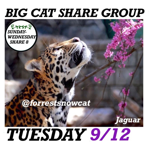BIG CAT SHARE GROUP INFORMATION - Picture 5 of 6